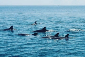 1 DAY DOLPHIN DHOW AND KISITE MARINE PARK WASINI ISLAND