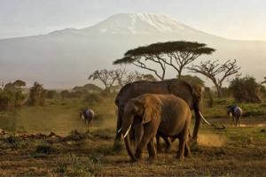 4 DAYS TSAVO EAST AND AMBOSELI