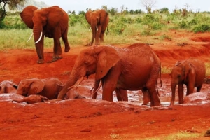 3 DAYS TSAVO EAST/ AMBOSELI