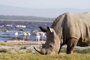 Lake Nakuru