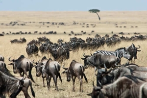 Masai Mara