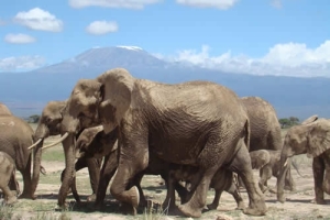 amboseli National park