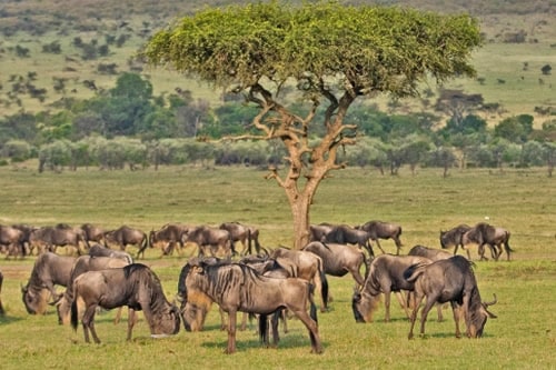 safaris tanzania